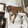 だらける すず
