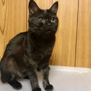 人、猫大好き！毛の内側が白い黒猫、オリーブちゃん