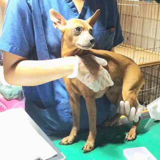 ミニピン男の子  飼い主病気理由保健所収容