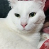 ヤン