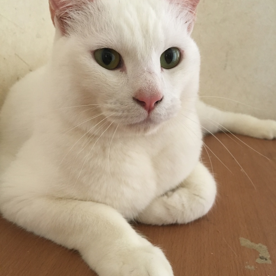 ヤンのカバー写真