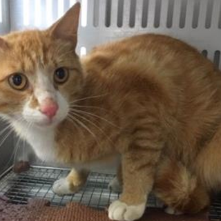 譲渡されました。