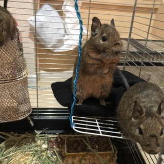デグーの里親さん募集しています。