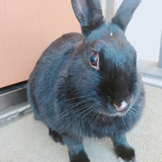 黒うさぎ