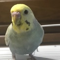 セキセイインコ 1歳オス里親募集