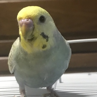 セキセイインコ 1歳オス里親募集