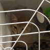 避妊手術後は怯えきっていました…
