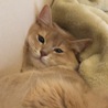 まだまだ子猫時代