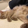 人前でここまで油断して寝るのは割と珍しい