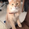 よくこのポーズをして構ってアピールする