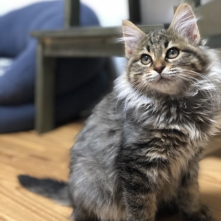 ちょっぴりドジなところが可愛いジョジョです