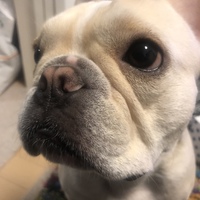 アヴィ