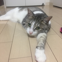 ティノ