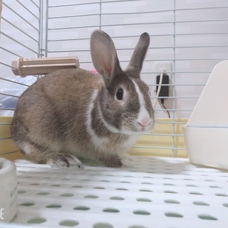 ミニウサギさん