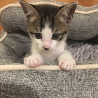 ◆甘えん坊可愛いキジ白 子猫 オス 約2.5ヶ月◆