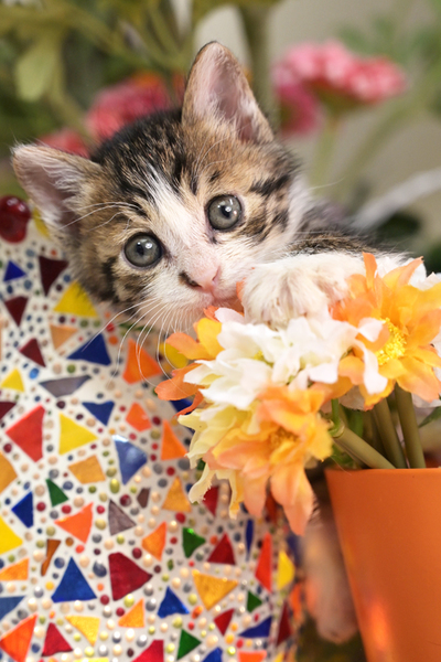 ちょっと間抜け顔くん」東京都 - 猫の里親募集(259560) :: ペットの 