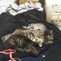 生後2.5ヵ月の兄妹ゆず、まお