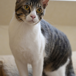 ハチワレのキジ白くん」東京都 - 猫の里親募集(259564