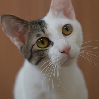 キタローヘアーの白キジ君