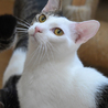 キタローヘアーの白キジ君 サムネイル2