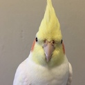 オカメインコちゃんの里親探しております。