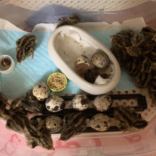 うずらのヒヨコ