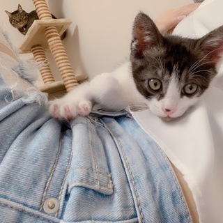 甘えんぼのはちねこ君♬