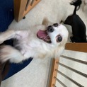 陽気なチワワのキッキちゃん