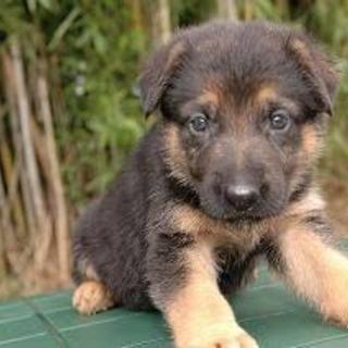 里親になりたいです