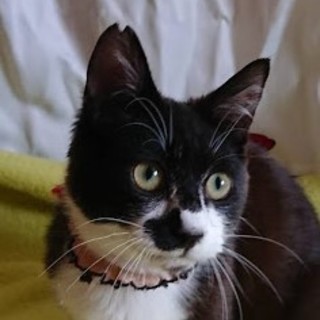 チャップリン似の甘えん坊