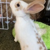 ミニウサギの里親募集します サムネイル2