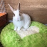 ミニウサギの里親募集します サムネイル3