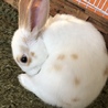 ミニウサギの里親募集します サムネイル4