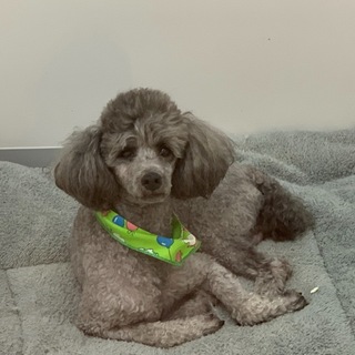 シルバーのトイプードルのカールくん