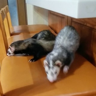 2匹のフェレットちゃんを可愛がって