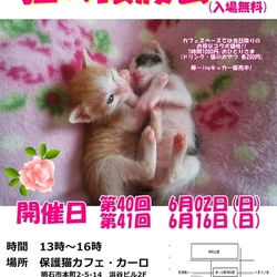 明石【猫の譲渡会】猫まみれwithカーロ 第41回