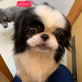 おとなしい狆の茶々丸くん