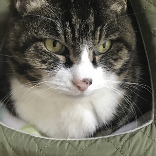 ちょっと控えめな大人猫、小春ちゃん