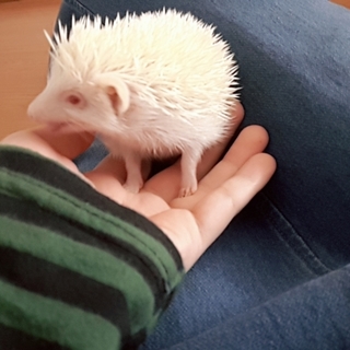 【オスハリネズミ】2019年3月8日産まれ