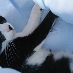 ぷりんたんの壺と桃之助shampoo