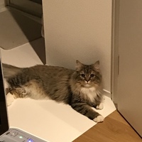 ルアウ