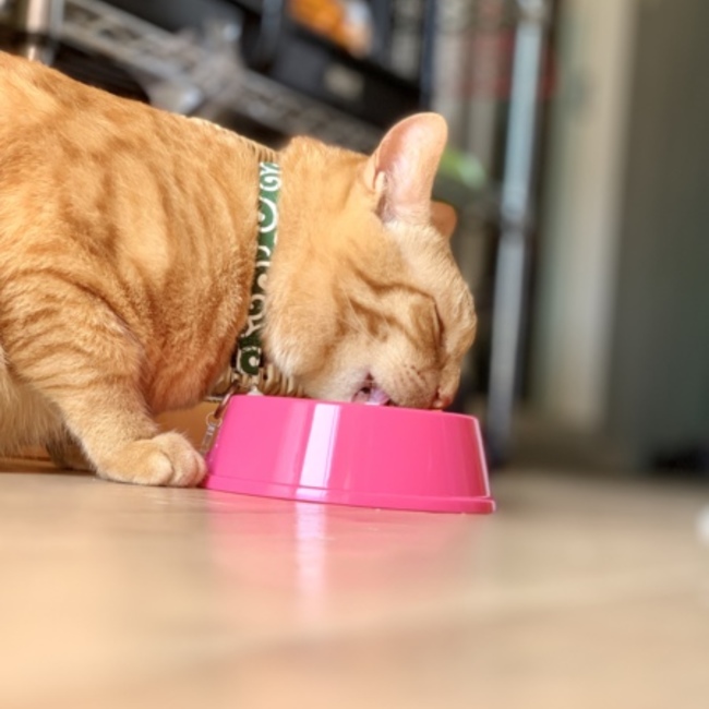 CHIHIRO，Fのカバー写真