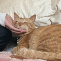 月見