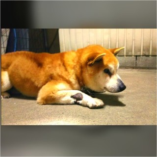 柴の男の子、人好きな甘えん坊な良い子です