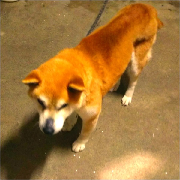 柴の男の子 人好きな甘え 三重県 犬の里親募集 ペットのおうち 月間利用者150万人