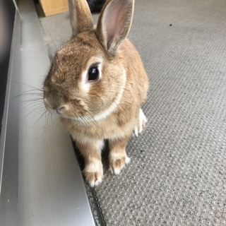 ウサギ(青年期)の里親募集となります。