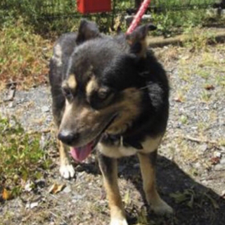 懐っこい黒の男の子！里親様募集