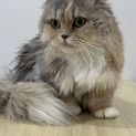 スコティッシュ・フォールド（ロングヘアー）