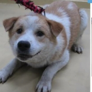 今日までです泣 ぶちの可愛い男の子の家族募集