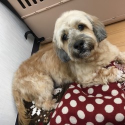 犬猫譲渡会 サムネイル1